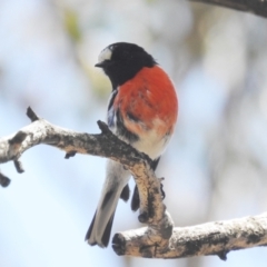Petroica boodang (Scarlet Robin) at Block 402 - 31 Oct 2021 by HelenCross