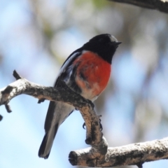 Petroica boodang at Stromlo, ACT - 31 Oct 2021 01:30 PM