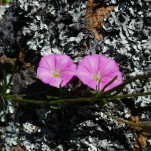 Convolvulus angustissimus subsp. angustissimus at Stromlo, ACT - 31 Oct 2021