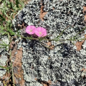 Convolvulus angustissimus subsp. angustissimus at Stromlo, ACT - 31 Oct 2021