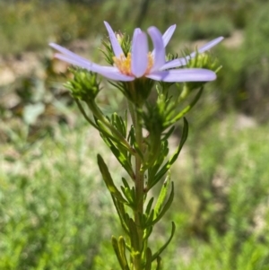 Olearia tenuifolia at Tennent, ACT - 31 Oct 2021 11:56 AM