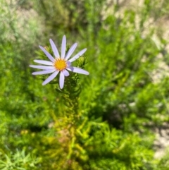 Olearia tenuifolia at Tennent, ACT - 31 Oct 2021 11:56 AM