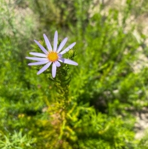 Olearia tenuifolia at Tennent, ACT - 31 Oct 2021