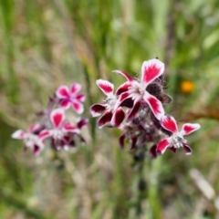 Silene gallica var. quinquevulnera at Stromlo, ACT - 31 Oct 2021