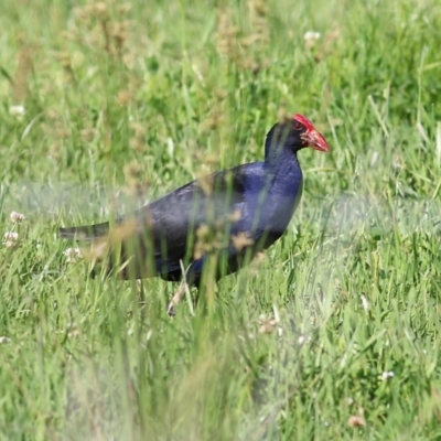 Porphyrio melanotus (Australasian Swamphen) at Wodonga Regional Park - 30 Oct 2021 by KylieWaldon