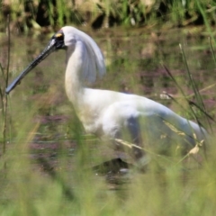 Platalea regia (Royal Spoonbill) at Wodonga Regional Park - 30 Oct 2021 by KylieWaldon