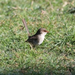 Malurus cyaneus (Superb Fairywren) at Wodonga - 30 Oct 2021 by KylieWaldon