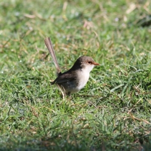 Malurus cyaneus at Killara, VIC - 31 Oct 2021