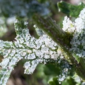 Senecio bathurstianus at Hughes, ACT - 29 Oct 2021