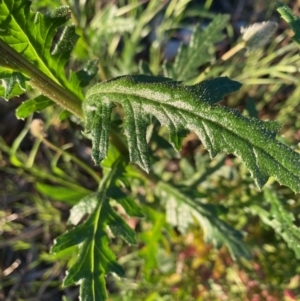 Senecio bathurstianus at Hughes, ACT - 29 Oct 2021