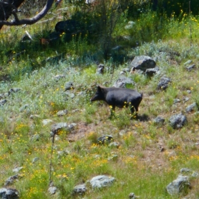 Sus scrofa (Pig (feral)) at Stromlo, ACT - 31 Oct 2021 by MB