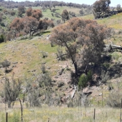 Sus scrofa at Stromlo, ACT - 31 Oct 2021