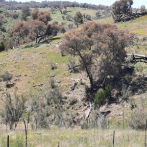 Sus scrofa at Stromlo, ACT - suppressed