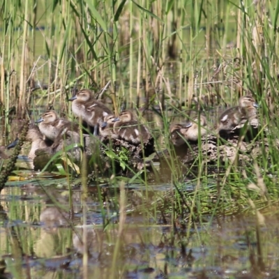 Anas gracilis (Grey Teal) at Wodonga - 30 Oct 2021 by KylieWaldon