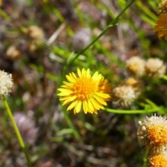 Calotis lappulacea (Yellow Burr Daisy) at Stromlo, ACT - 31 Oct 2021 by MB