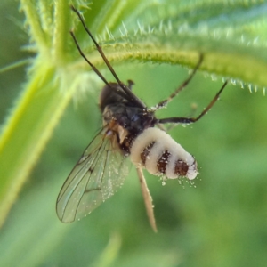 Entomophthora sp. (genus) at Turner, ACT - 30 Oct 2021 09:26 AM