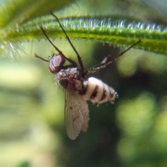 Entomophthora sp. (genus) at Turner, ACT - 30 Oct 2021 09:26 AM