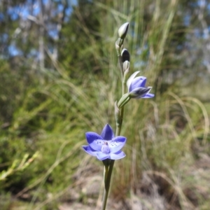 Thelymitra juncifolia at Stromlo, ACT - suppressed