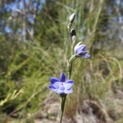 Thelymitra juncifolia (Dotted Sun Orchid) at Stromlo, ACT - 31 Oct 2021 by HelenCross