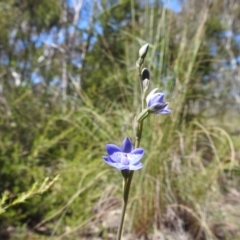 Thelymitra juncifolia at Stromlo, ACT - 31 Oct 2021