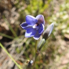 Thelymitra juncifolia (Dotted Sun Orchid) at Block 402 - 31 Oct 2021 by HelenCross