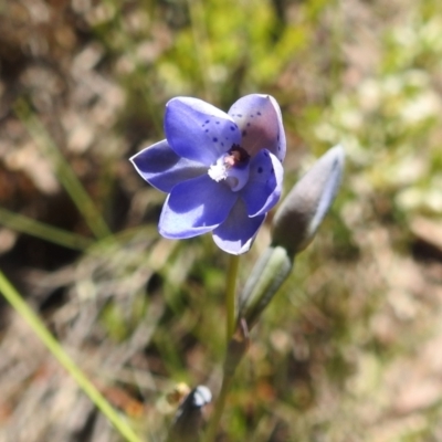 Thelymitra juncifolia (Dotted Sun Orchid) at Stromlo, ACT - 31 Oct 2021 by HelenCross