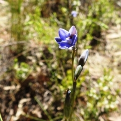 Thelymitra juncifolia at Stromlo, ACT - suppressed