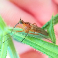 Empididae (family) (Dance fly) at Turner, ACT - 30 Oct 2021 by Angus44