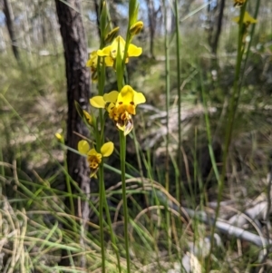 Diuris sulphurea at Stromlo, ACT - suppressed