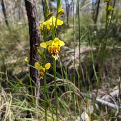 Diuris sulphurea (Tiger Orchid) at Block 402 - 31 Oct 2021 by HelenCross
