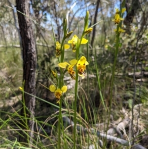 Diuris sulphurea at Stromlo, ACT - suppressed