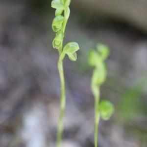 Hymenochilus muticus at Jerrabomberra, NSW - 1 Nov 2021