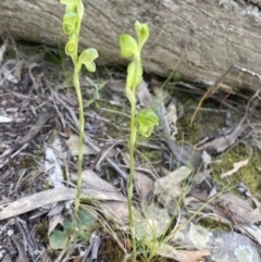 Hymenochilus muticus at Jerrabomberra, NSW - 1 Nov 2021