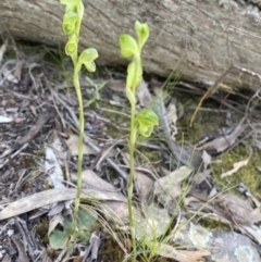 Hymenochilus muticus at Jerrabomberra, NSW - suppressed