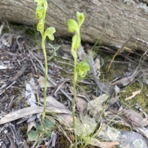 Hymenochilus muticus at Jerrabomberra, NSW - suppressed