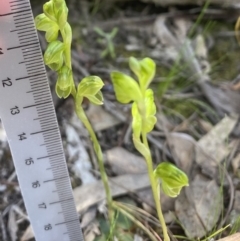 Hymenochilus muticus at Jerrabomberra, NSW - 1 Nov 2021