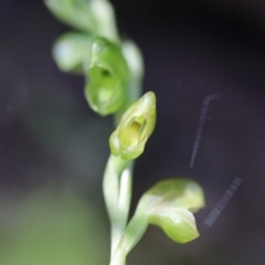 Hymenochilus muticus at Jerrabomberra, NSW - suppressed