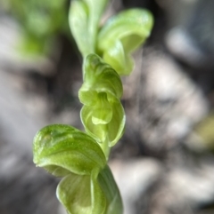 Hymenochilus muticus at Jerrabomberra, NSW - 1 Nov 2021