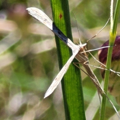 Platyptilia celidotus (Plume Moth) at Jerrabomberra, ACT - 31 Oct 2021 by trevorpreston