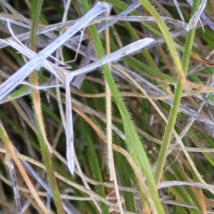 Platyptilia celidotus at Jerrabomberra, ACT - 31 Oct 2021