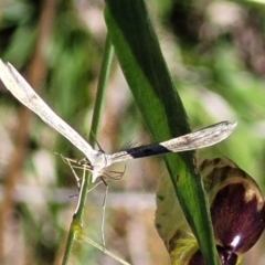 Platyptilia celidotus at Jerrabomberra, ACT - 31 Oct 2021 12:48 PM