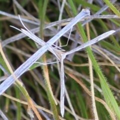 Platyptilia celidotus at Jerrabomberra, ACT - 31 Oct 2021