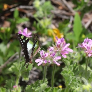 Graphium macleayanum at Acton, ACT - 31 Oct 2021