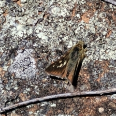 Trapezites luteus (Yellow Ochre, Rare White-spot Skipper) at Jerrabomberra, ACT - 31 Oct 2021 by trevorpreston