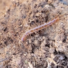 Lithobiomorpha (order) (Unidentified stone centipede) at Jerrabomberra, ACT - 31 Oct 2021 by tpreston