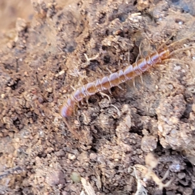 Lithobiomorpha (order) (Unidentified stone centipede) at Jerrabomberra Grassland - 31 Oct 2021 by trevorpreston