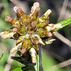 Euchiton japonicus (Creeping Cudweed) at Jerrabomberra Grassland - 31 Oct 2021 by tpreston