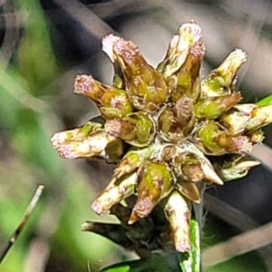 Euchiton japonicus at Jerrabomberra, ACT - 31 Oct 2021