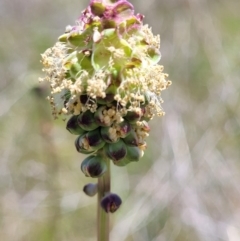 Sanguisorba minor (Salad Burnet, Sheep's Burnet) at Jerrabomberra, ACT - 31 Oct 2021 by trevorpreston