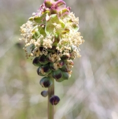 Sanguisorba minor (Salad Burnet, Sheep's Burnet) at Jerrabomberra Grassland - 31 Oct 2021 by tpreston